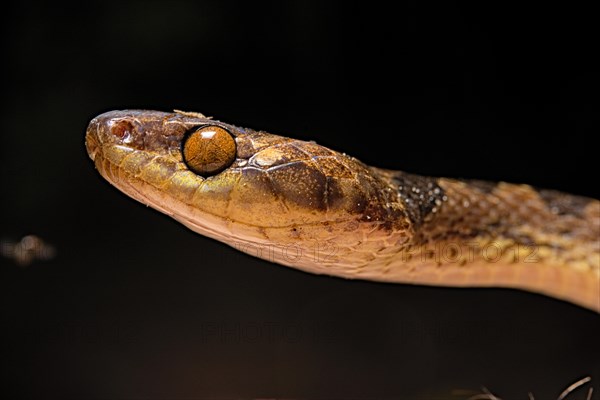 Northern Cat-eyed Snake (Leptodeira septentrionalis) Costa Rica