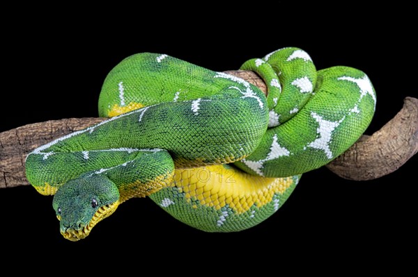 Amazon Basin emerald tree boa (Corallus batesii)