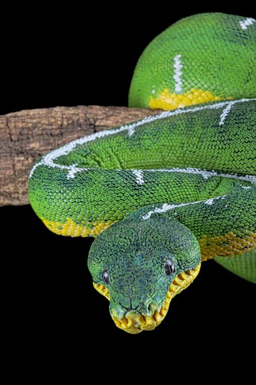 Amazon Basin emerald tree boa (Corallus batesii)