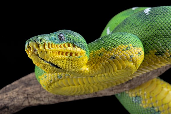 Amazon Basin emerald tree boa (Corallus batesii)