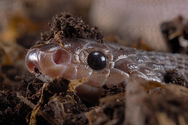 Cape File Snake (Gonionotophis sp)