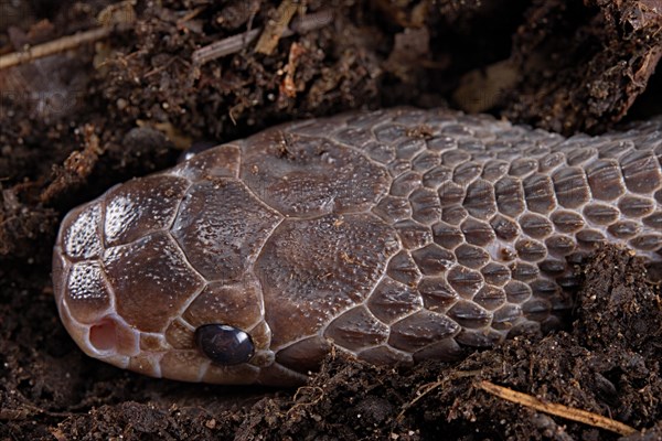 Cape File Snake (Gonionotophis sp)