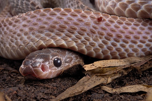 Cape File Snake (Gonionotophis sp)