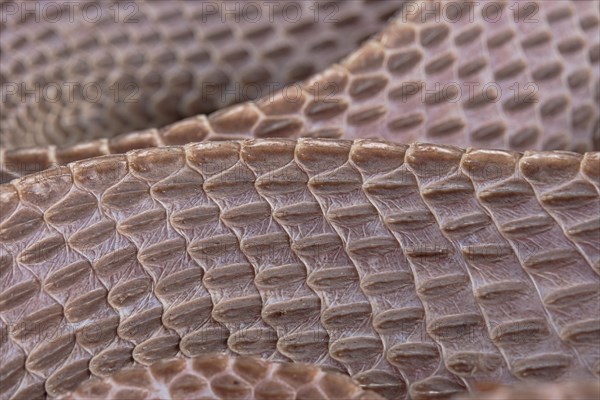 Cape File Snake (Gonionotophis sp)