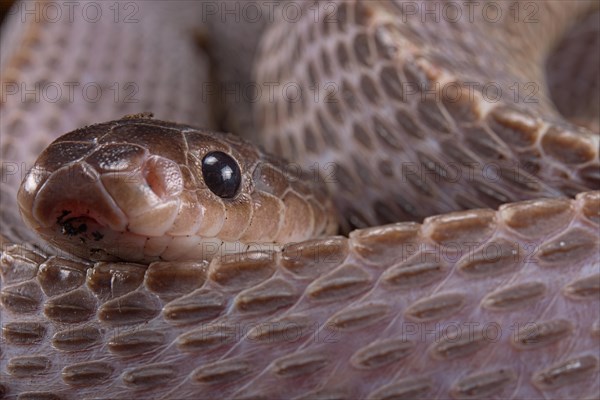 Cape File Snake (Gonionotophis sp)