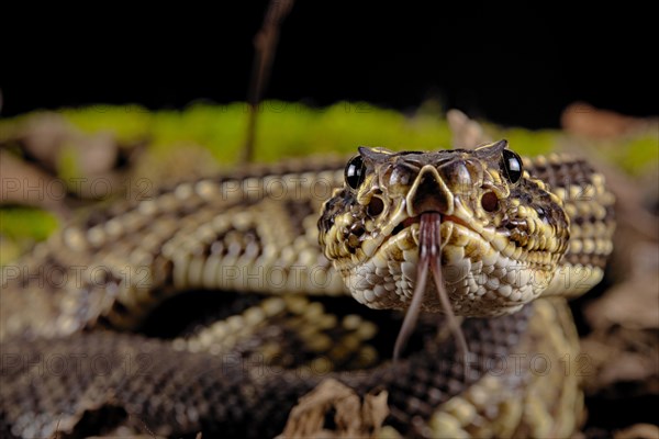 Cascabel Rattlesnake (Crotalus durissus terrificus) Captive. America