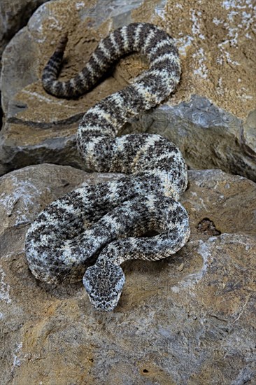 Speckled rattlesnake (Crotalus pyrrhus)