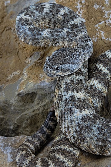 Speckled rattlesnake (Crotalus pyrrhus)