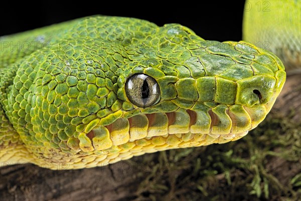 Emerald tree boa (Corallus caninus) captive