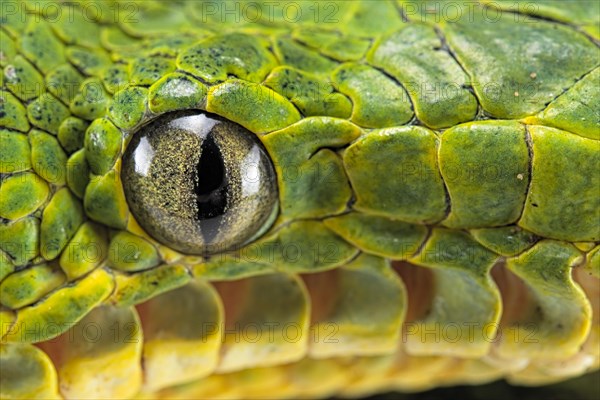 Emerald tree boa (Corallus caninus) captive