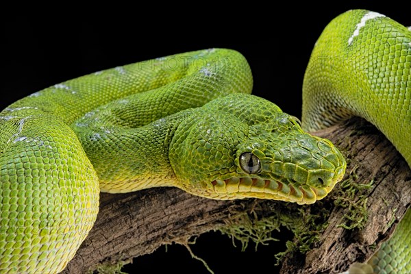 Emerald tree boa (Corallus caninus) captive