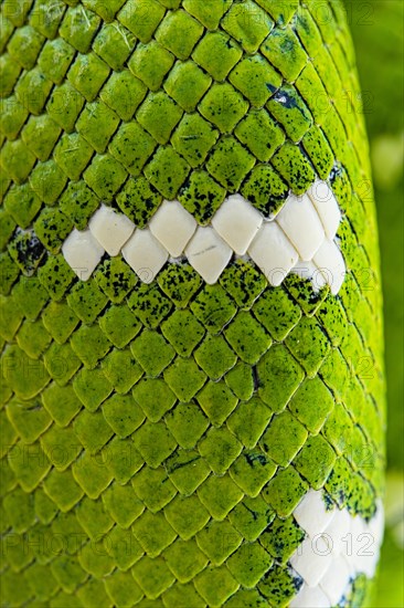 Emerald tree boa (Corallus caninus) captive