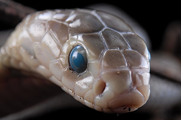 Taiwan cobra (Naja atra formosa) Captive. Taiwan