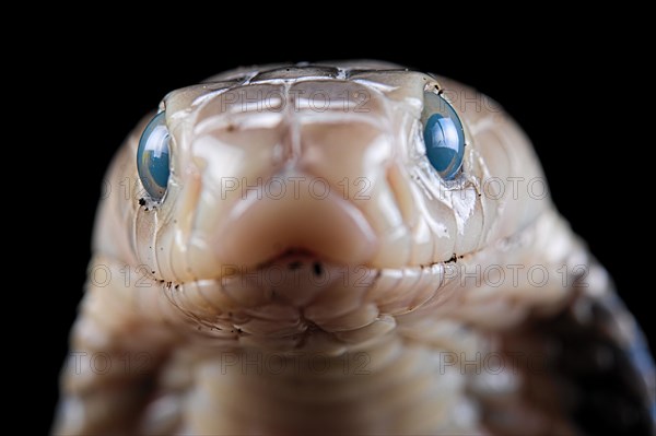 Taiwan cobra (Naja atra formosa) Captive. Taiwan