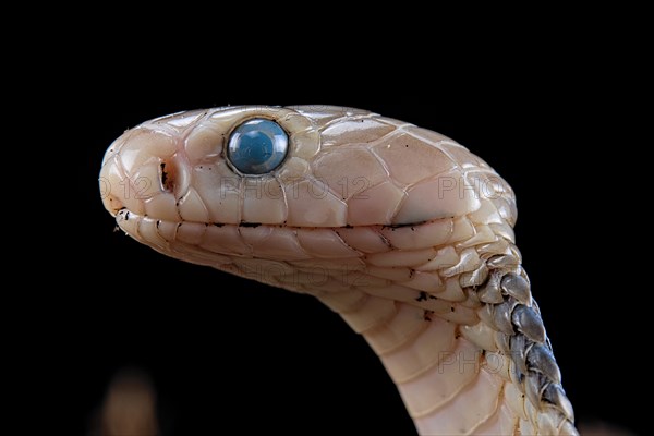 Taiwan cobra (Naja atra formosa) Captive. Taiwan