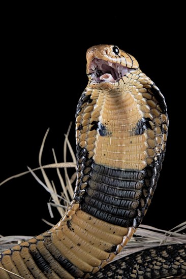 Forest cobra (Naja melanoleuca) Captive. Cameroon