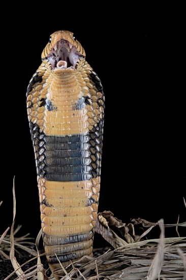 Forest cobra (Naja melanoleuca) Captive. Cameroon