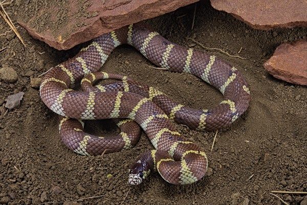 California Kingsnake (Lampropeltis getulus californiae) captive