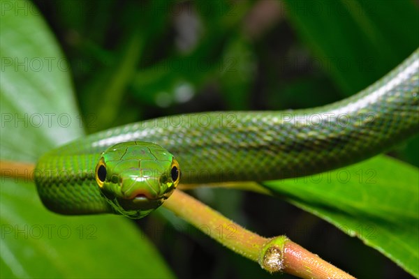 Jansens'Ratsnake (Gonyosoma jansenii)