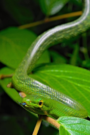 Jansens'Ratsnake (Gonyosoma jansenii)