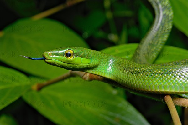 Jansens'Ratsnake (Gonyosoma jansenii)