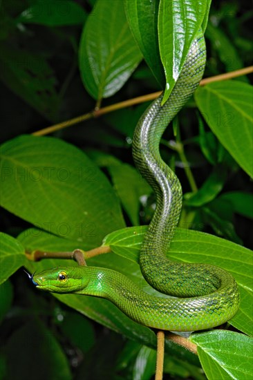 Jansens'Ratsnake (Gonyosoma jansenii)