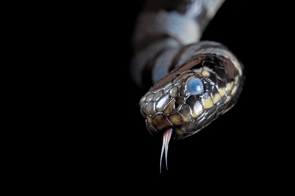 Sea krait (Laticauda colubrina) .North Sulawesi