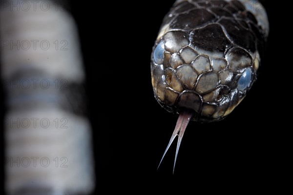 Sea krait (Laticauda colubrina) .North Sulawesi