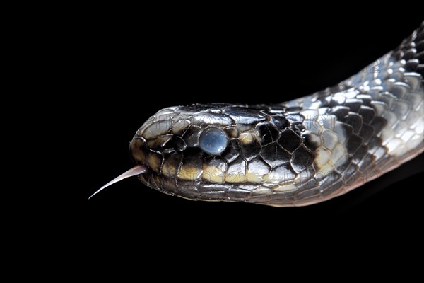 Sea krait (Laticauda colubrina)