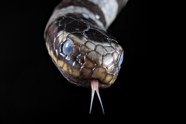 Sea krait (Laticauda colubrina) .North Sulawesi