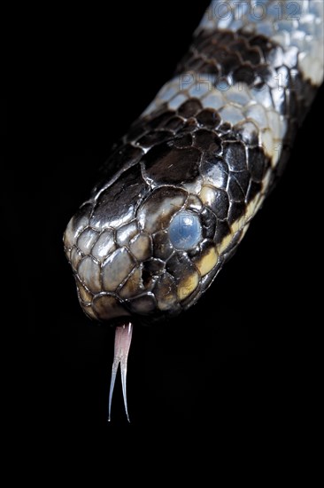 Sea krait (Laticauda colubrina) .North Sulawesi