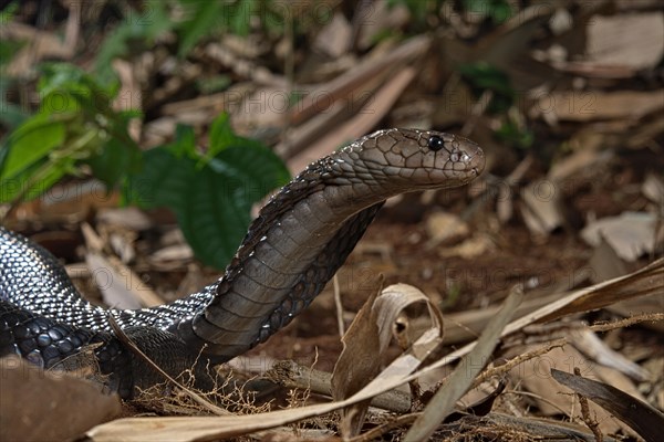 Javan spitting cobra (Naja sputatrix) Java