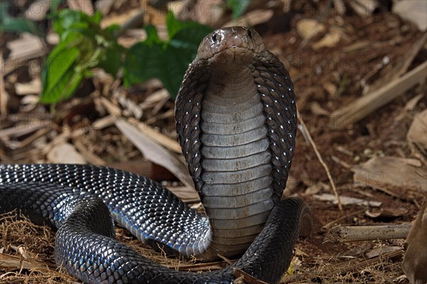 Javan spitting cobra (Naja sputatrix) Java