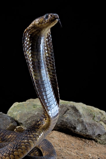 Egyptian Cobra (Naja haje) Captive. Egypte