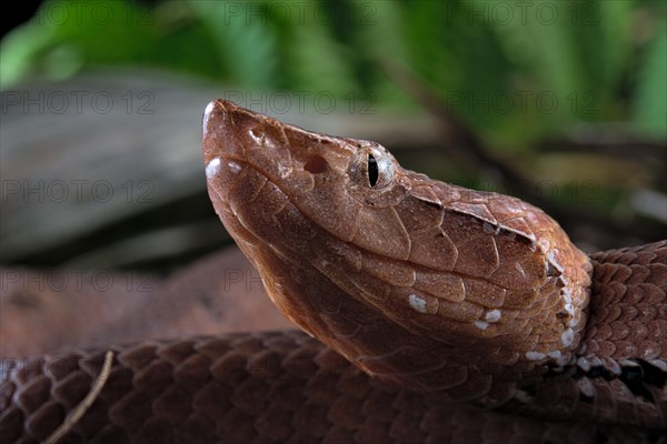 Hump-nosed Pit viper (Hypnale hypnale)