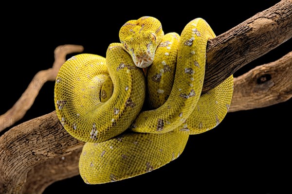 Green tree python (Morelia viridis) Aru locality. sub adulte. captive