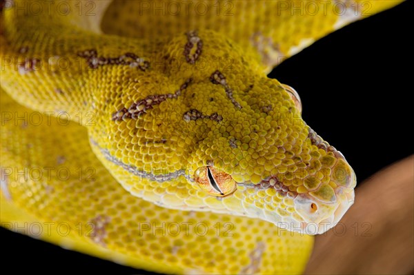 Green tree python (Morelia viridis) Aru locality. sub adulte. captive