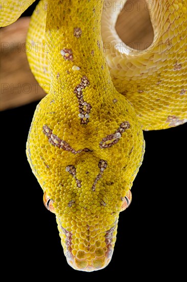 Green tree python (Morelia viridis) Aru locality. sub adulte. captive