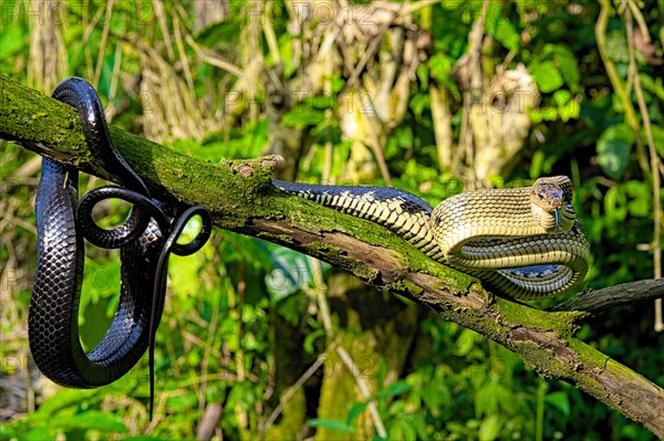 Jansens Rat Snake (Gonyosoma jansenii) North Sulawesi