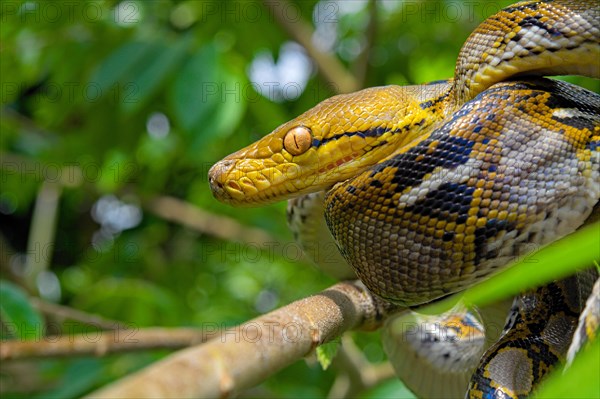 Reticulated python (Malayopython reticulatus)