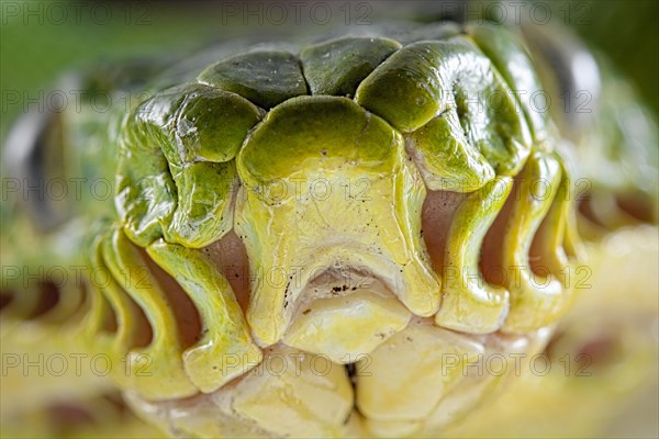 Emerald tree boa (Corallus caninus)