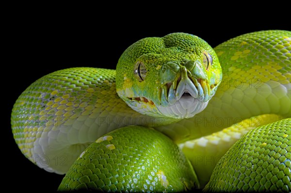 Green tree python (Morelia viridis) Biak locality. captive