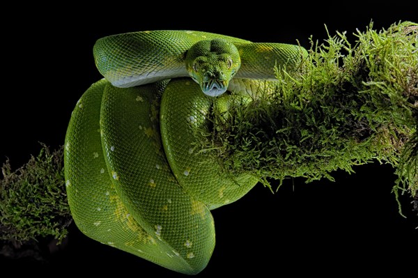 Green tree python (Morelia viridis) Biak locality. captive