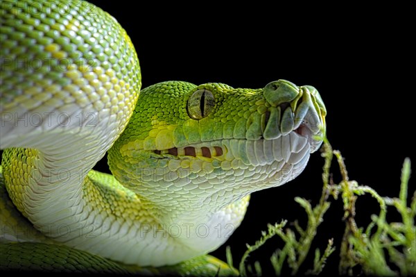 Green tree python (Morelia viridis) Biak locality. captive