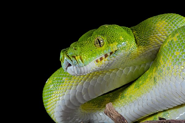 Green tree python (Morelia viridis) Biak locality. captive