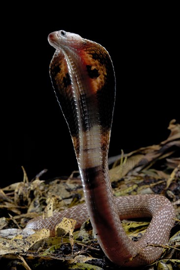 Indian cobra (Naja naja)