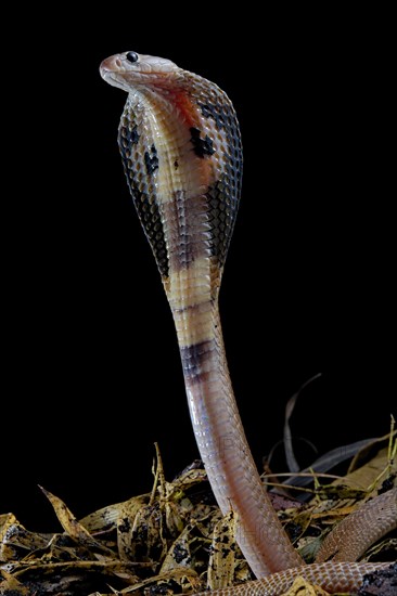 Indian cobra (Naja naja)