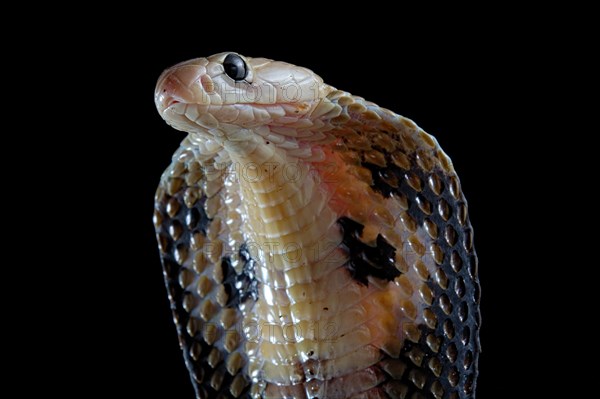 Indian cobra (Naja naja)