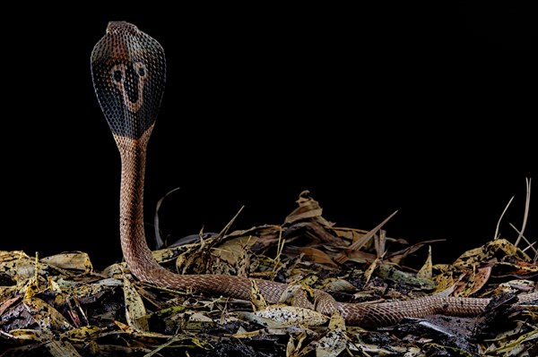 Indian cobra (Naja naja)