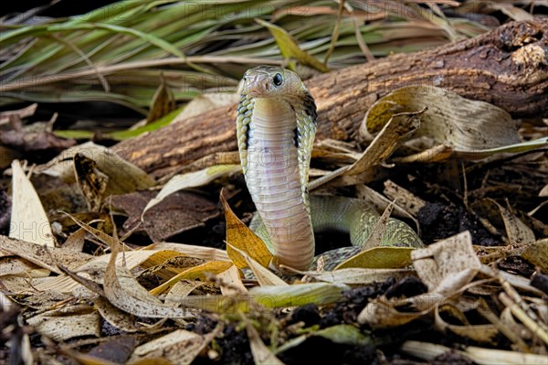 Taiwan cobra (Naja atra formosa)